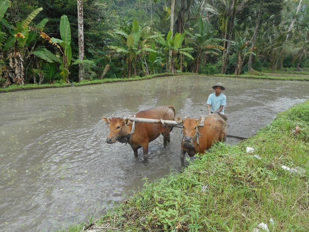 Kubu Alas Tunggal Villa Sidemen  Ngoại thất bức ảnh